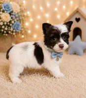 Cookie, a male Yorkshire Terrier for sale in Greenville, SC – 3 of 6