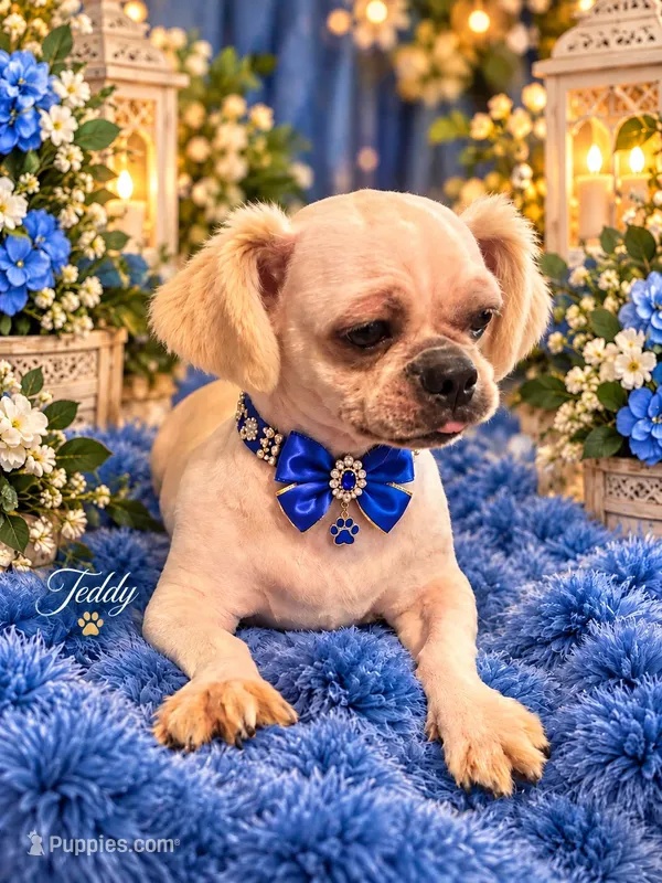 Teddy – Shih Tzu puppy for sale in Greenville, SC
