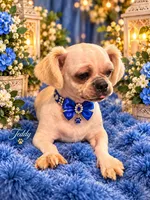 Teddy, a male Shih Tzu for sale in Greenville, SC – 1 of 4