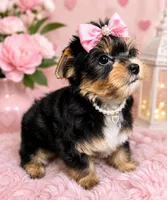 Angel, a male Yorkshire Terrier for sale in Greenville, SC – 1 of 6