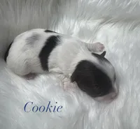 Cookie, a male Yorkshire Terrier for sale in Greenville, SC – 8 of 8