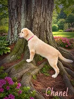 Poppy, a male Golden Retriever for sale in Greenville, SC – 3 of 4