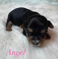 Angel, a male Yorkshire Terrier for sale in Greenville, SC – 9 of 9