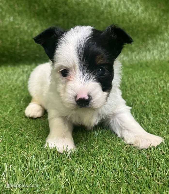 Oreo – Yorkshire Terrier puppy for sale in Greenville, SC