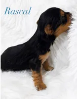 Rascal, a male Yorkshire Terrier for sale in Greenville, SC – 3 of 5