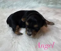 Angel, a male Yorkshire Terrier for sale in Greenville, SC – 2 of 9