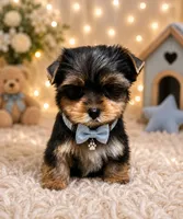 Ace, a male Yorkshire Terrier for sale in Greenville, SC – 2 of 6