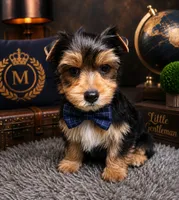 Rascal, a male Yorkshire Terrier for sale in Greenville, SC – 2 of 7