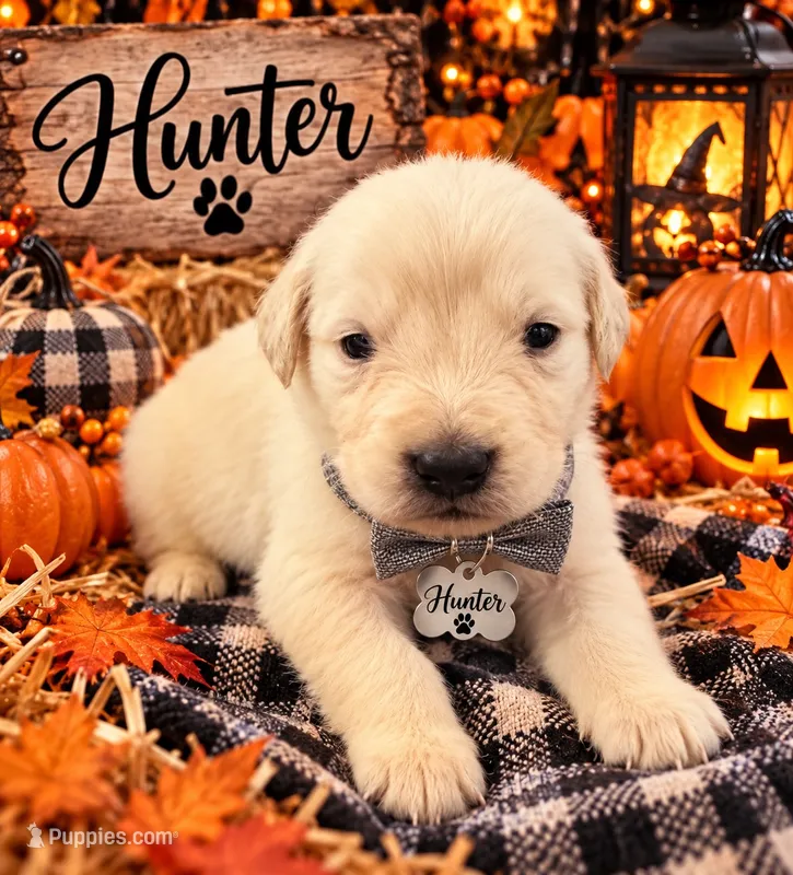 Hunter – Golden Retriever puppy for sale in Greenville, SC