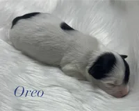 Oreo, a male Yorkshire Terrier for sale in Greenville, SC – 6 of 10