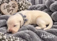 Hunter, a male Golden Retriever for sale in Greenville, SC – 4 of 4