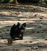 Pixie Pending , a female Yorkshire Terrier for sale in Greenville, SC – 2 of 7
