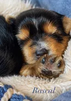 Ace, a male Yorkshire Terrier for sale in Greenville, SC – 4 of 6