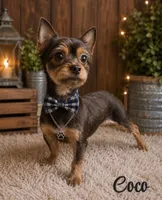 Coco, a male Yorkshire Terrier for sale in Greenville, SC – 5 of 6