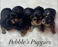 Ace, a male Yorkshire Terrier for sale in Greenville, SC – 5 of 6