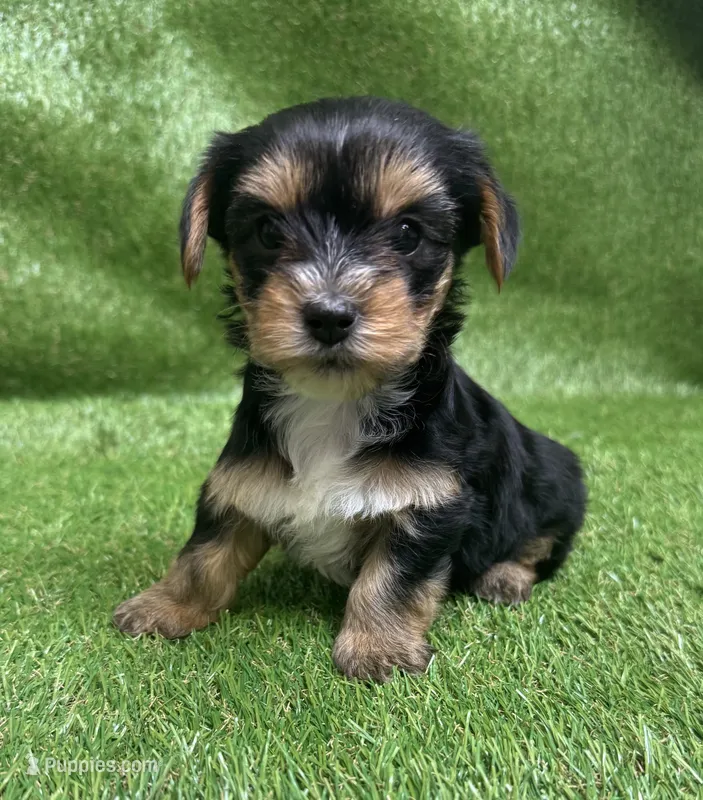 Angel – Yorkshire Terrier puppy for sale in Greenville, SC