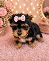  Star, a female Yorkshire Terrier for sale in Greenville, SC – 3 of 6