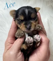 Ace, a male Yorkshire Terrier for sale in Greenville, SC – 3 of 6