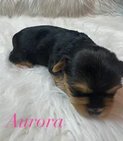 Aurora , a female Yorkshire Terrier for sale in Greenville, SC – 7 of 8
