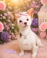 Angel, a male Yorkshire Terrier for sale in Greenville, SC – 4 of 6