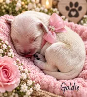 Goldie~ Pending  , a female Golden Retriever for sale in Greenville, SC – 4 of 4