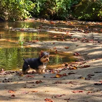 Bianca , a female Yorkshire Terrier for sale in Greenville, SC – 2 of 9