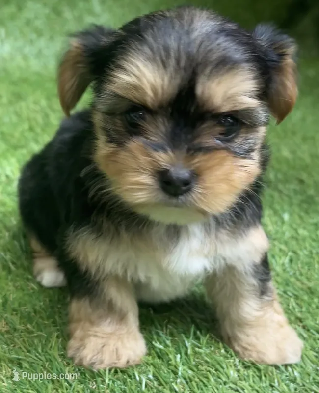 Aurora  – Yorkshire Terrier puppy for sale in Greenville, SC