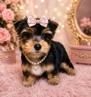  Star, a female Yorkshire Terrier for sale in Greenville, SC – 2 of 6