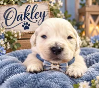Oakley, a male Golden Retriever for sale in Greenville, SC – 2 of 5