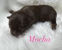Mocha , a female Yorkshire Terrier for sale in Greenville, SC – 5 of 6