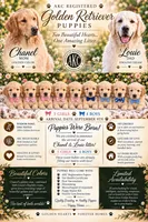 English Cream Female 3, a female English Cream Golden Retriever for sale in Greenville, SC – 2 of 2