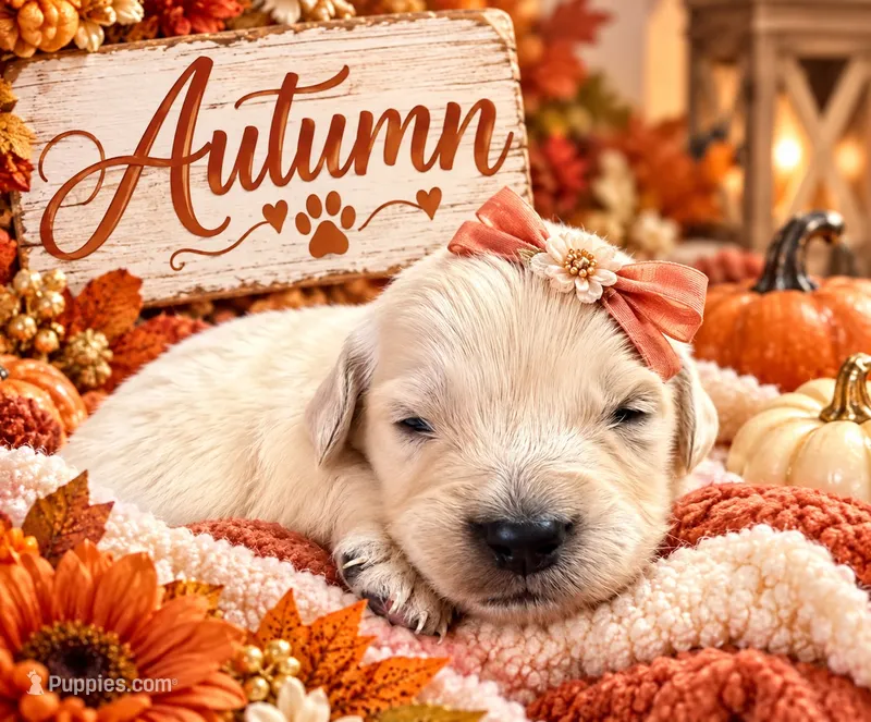 Autumn – Golden Retriever puppy for sale in Greenville, SC