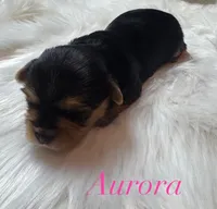 Aurora , a female Yorkshire Terrier for sale in Greenville, SC – 8 of 8