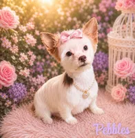  Star, a female Yorkshire Terrier for sale in Greenville, SC – 5 of 6