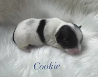 Cookie, a male Yorkshire Terrier for sale in Greenville, SC – 5 of 8