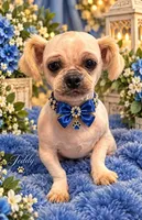 Teddy, a male Shih Tzu for sale in Greenville, SC – 4 of 4