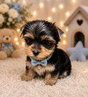 Ace, a male Yorkshire Terrier for sale in Greenville, SC – 3 of 6