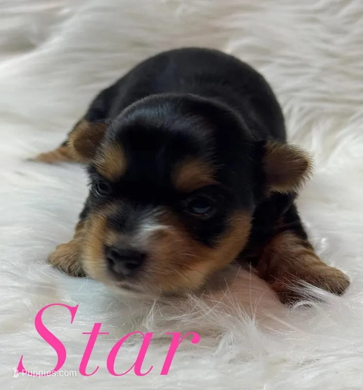  Star – Yorkshire Terrier puppy for sale in Greenville, SC