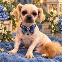 Teddy, a male Shih Tzu for sale in Greenville, SC – 2 of 4