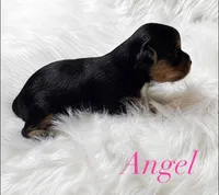 Angel, a male Yorkshire Terrier for sale in Greenville, SC – 6 of 9