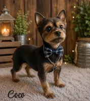 Mocha , a female Yorkshire Terrier for sale in Greenville, SC – 4 of 5