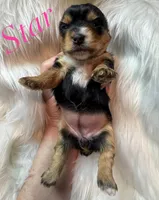  Star, a female Yorkshire Terrier for sale in Greenville, SC – 3 of 7