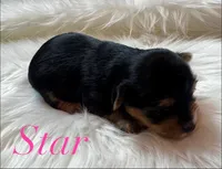  Star, a female Yorkshire Terrier for sale in Greenville, SC – 4 of 7