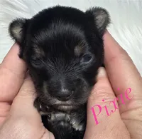 Pixie, a female Yorkshire Terrier for sale in Greenville, SC – 1 of 6