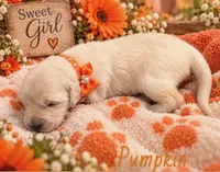 Punkin, a female Golden Retriever for sale in Greenville, SC – 3 of 4