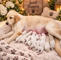 English Cream Female 1, a female English Cream Golden Retriever for sale in Greenville, SC – 2 of 2