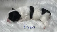 Oreo, a male Yorkshire Terrier for sale in Greenville, SC – 5 of 10