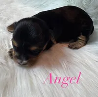 Angel, a male Yorkshire Terrier for sale in Greenville, SC – 5 of 9