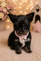 Pixie, a female Yorkshire Terrier for sale in Greenville, SC – 3 of 4