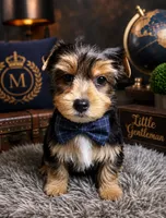 Rascal, a male Yorkshire Terrier for sale in Greenville, SC – 1 of 7
